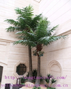 Coconut Tree