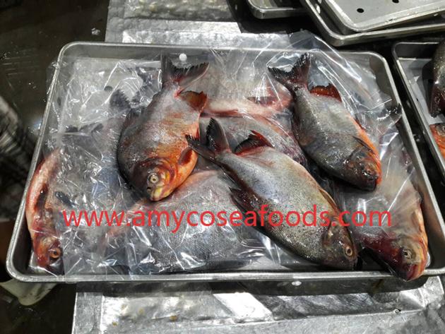 Frozen red pomfret whole round