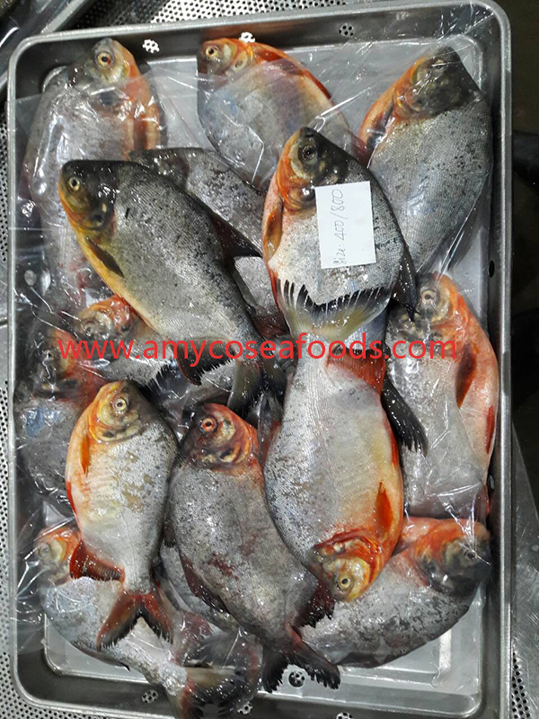 Frozen Red Pomfret Whole Round
