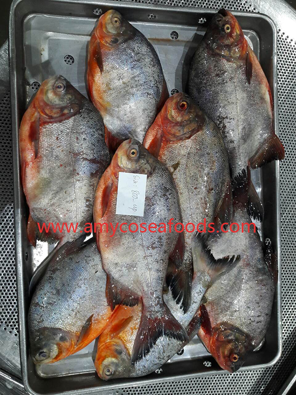 Frozen red pomfret/pacu WR