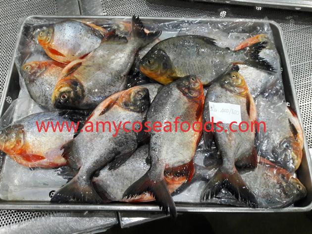 Frozen Red Pomfret Pacu WR