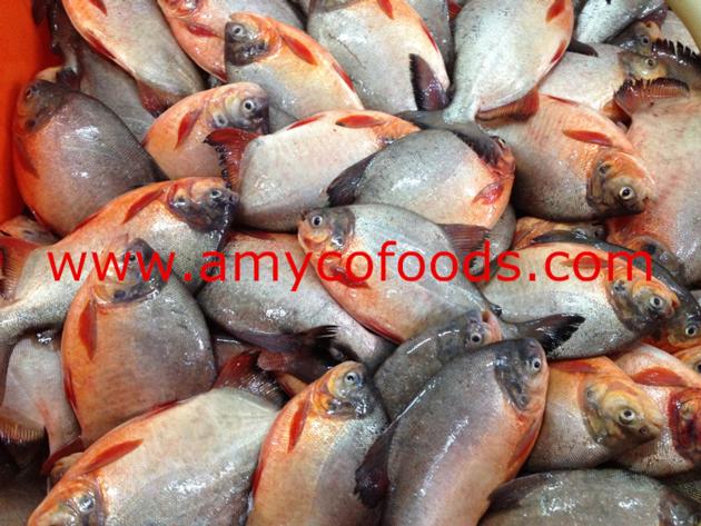 Frozen Red Pomfret Pacu WR