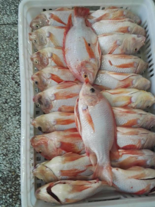 Frozen red tilapia gutted and scaled