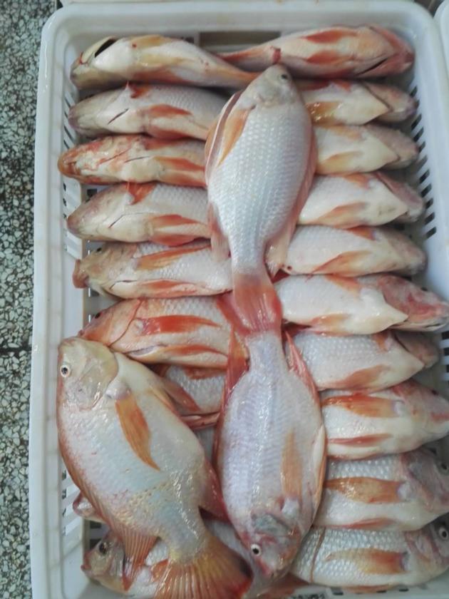 Frozen Red Tilapia WR Good Quality