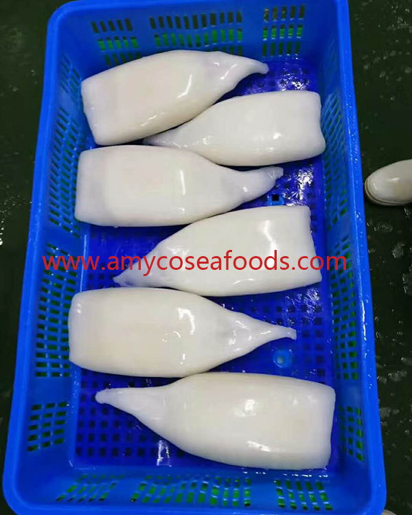 Frozen Squid Tube Good Quality Good