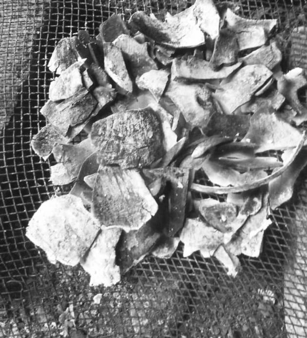 Coconot Shell Charcoal