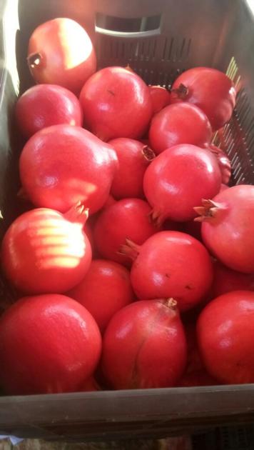 Pomegranate