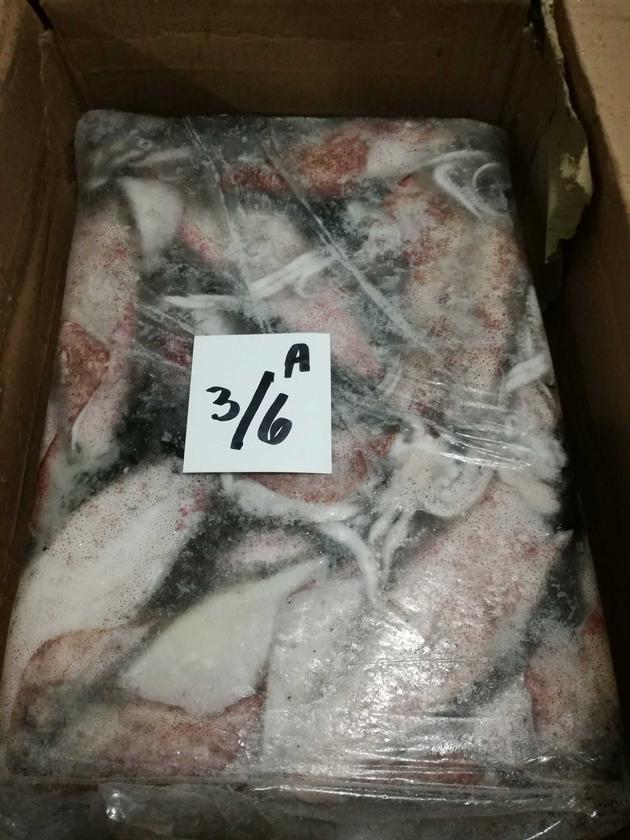 Squid