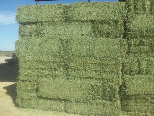 Alfalfa hay