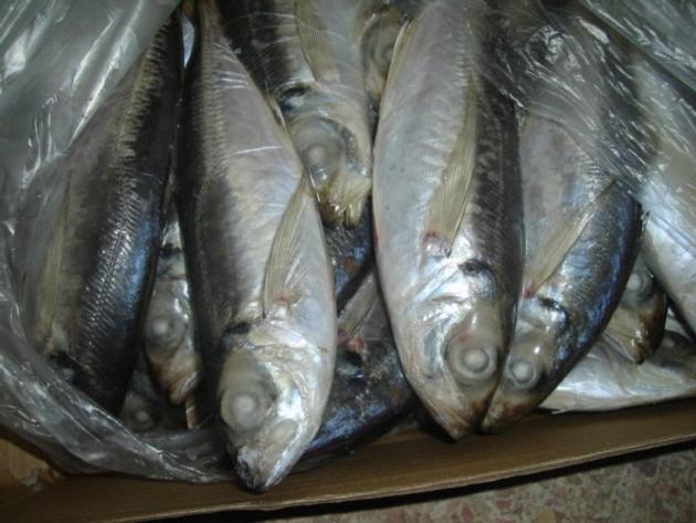 frozen horse mackerel fish
