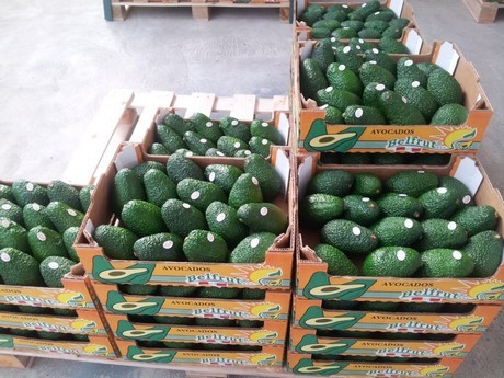 Fresh avocado Hass and others