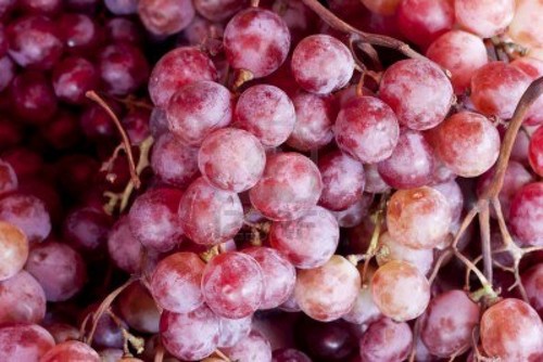 Fresh red globe grapes