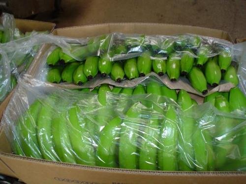 Fresh banana Cavendish