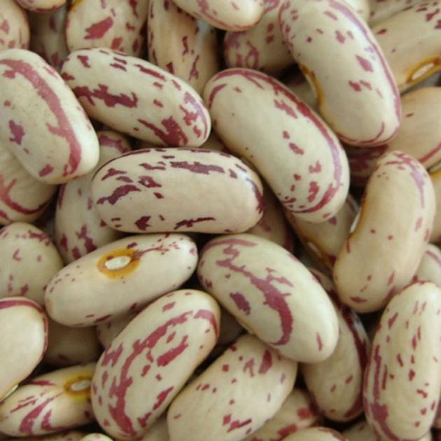 Sugar Beans
