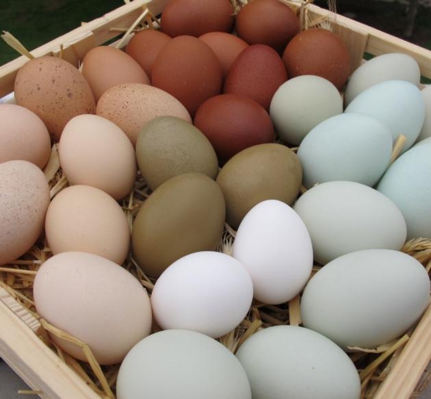 fresh table eggs