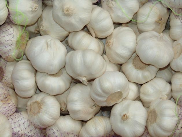 fresh garlic