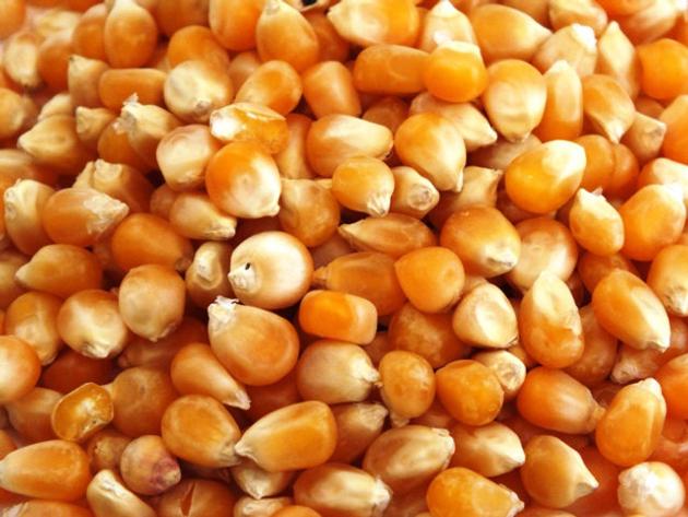 yellow and white corn