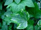 Ivy extract