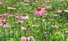 Echinacea Herb extract