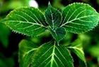 Yohimbe extract