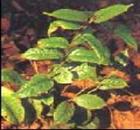 Medicinal Indianmulberry Root extract