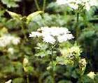 Angelica extract