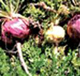 maca extract