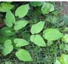 Epimedium Extract