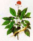 ginseng extract