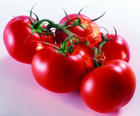 Lycopene