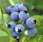 blueberry anthocyanin