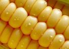 Zeaxanthin