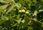 buckeye extract