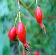 rose hip extract