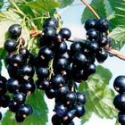 Blackcurrent extract