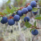 lingonberry extract