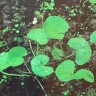 Centella asiatica extract