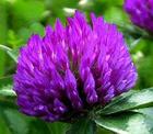 Red Clover extract
