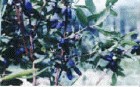 Sweetberry Honeysuckie extract