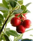 Cranberry Proanthocyanidins
