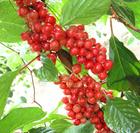 schisandra extract