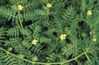 Tribulus terrestris L (TTL) extract