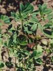 Fenugreek extract /Semen Trigonellea extract