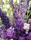 Rosemary extract