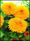 trollius chinensis extract