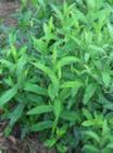 Atractylodes chinensis (Bunge) Koidz. Extract
