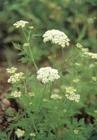 Common Cnidium Extract