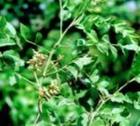 Quercetin