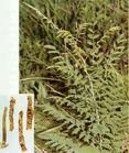 Lighiyellow Sophora Root extract