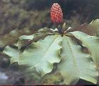 Cortex Magnoliae Officinalis extract